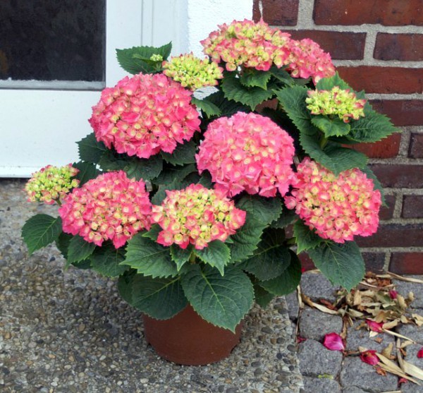 Hydrangea macrophylla Schöne Bautznerin®1