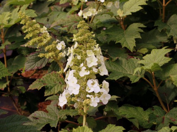 Hydrangea quercifolia 'Applause'1