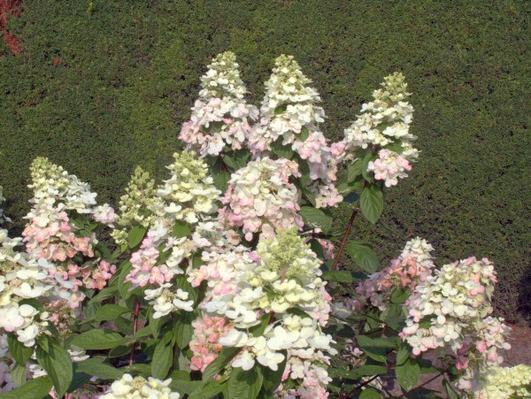 Hydrangea paniculata 'Magical Fire'2