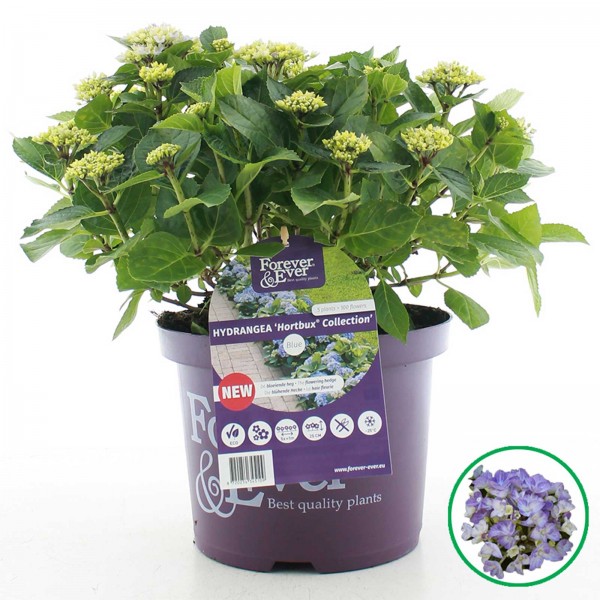 Forever & Ever®, Hortbux Originaltopf