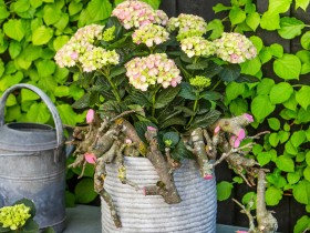 Hortensie Magical® kaufen