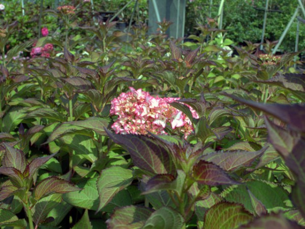 Hydrangea macrophylla 'Mirai'2