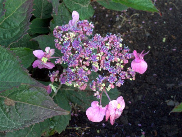 Hydrangea serrata 'Maiko'2