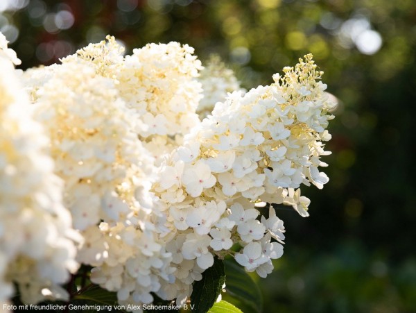 Rispenhortensie 'Living Little Blossom®'