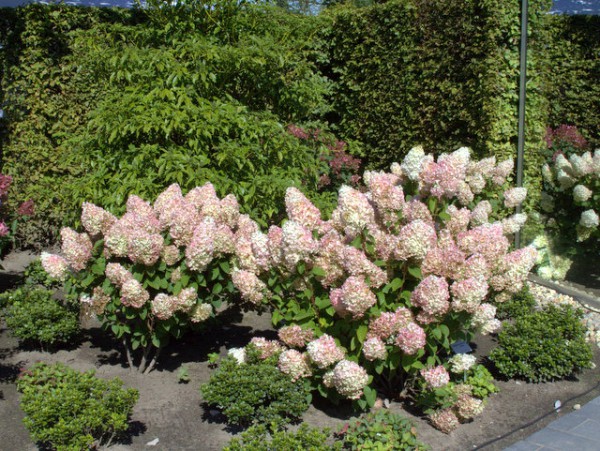 Hydrangea paniculata 'Silver Dollar'1