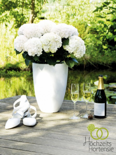 Hochzeitshortensie®1