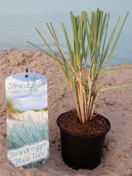 Strandroggen 'Blaue Düne' im Winter