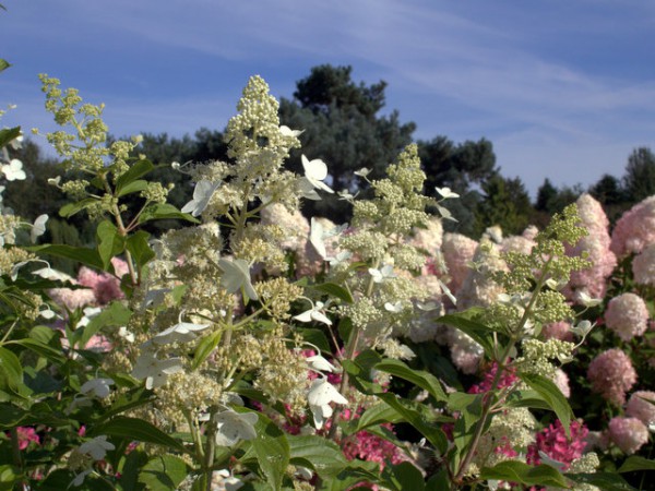 Hydrangea paniculata 'Kyushu'1