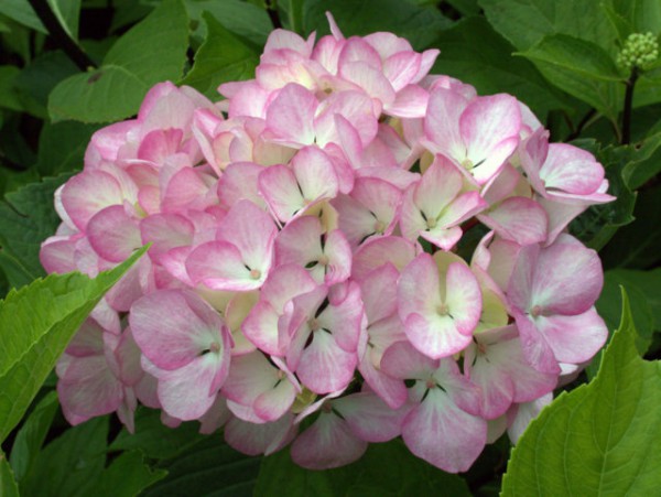 Hydrangea macrophylla 'Nigra'2