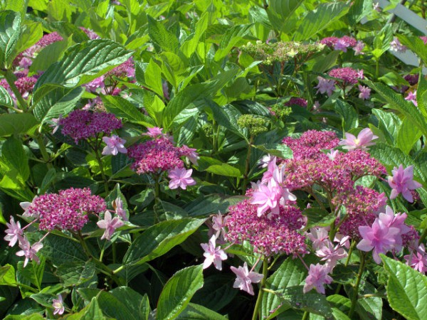 Hydrangea serrata 'Prolifera'2