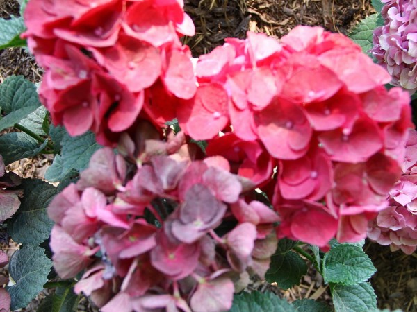 Hydrangea-macr-Magical-Amore