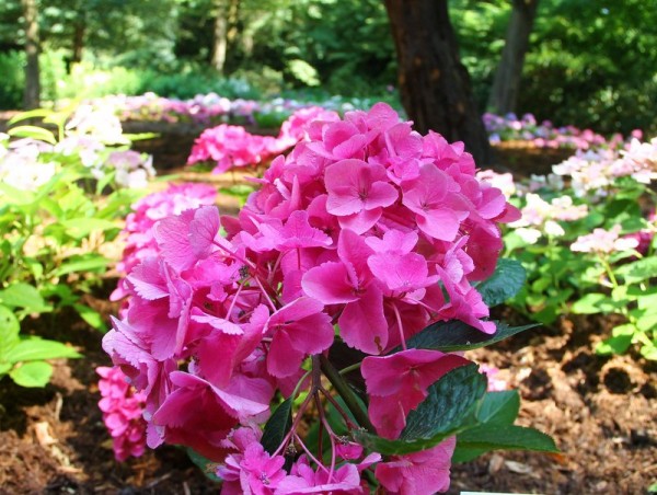 Hydrangea-macr-Venedig