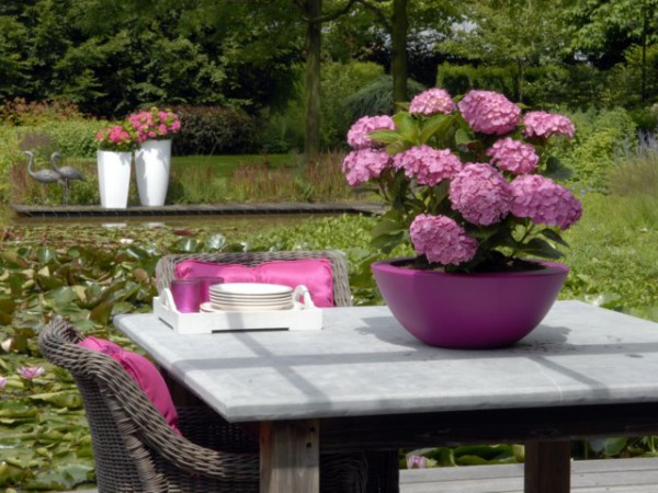 Forever & Ever®, rosa1