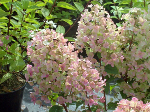 Hydrangea paniculata 'Pink Diamond'