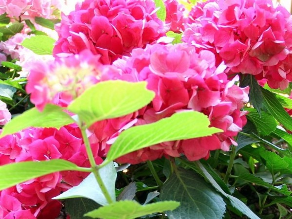 Hydrangea-macr-Saxon-Stolpen