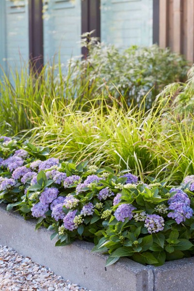 Hortensie Forever & Ever Hortbux blau, Wegesrand