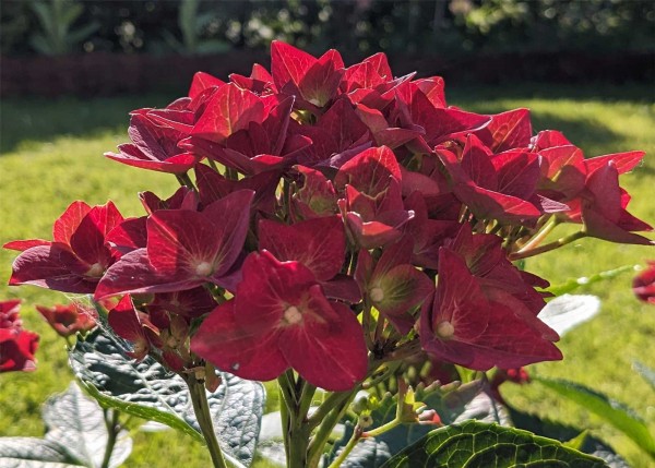 Hortensie Magical® Sapphire