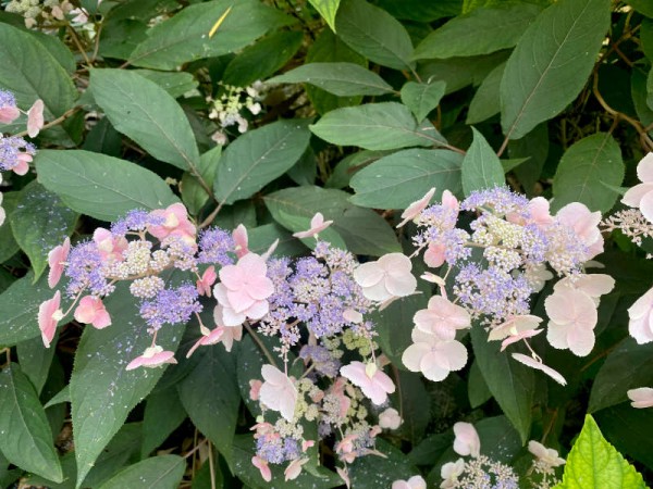 Samthortensie Hot Chocolate 1