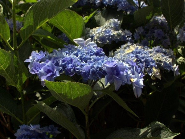 Hydrangea-macr-You-Me-Eternity