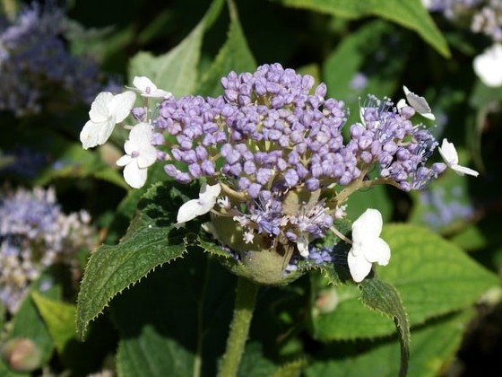 Hydrangea involucrata