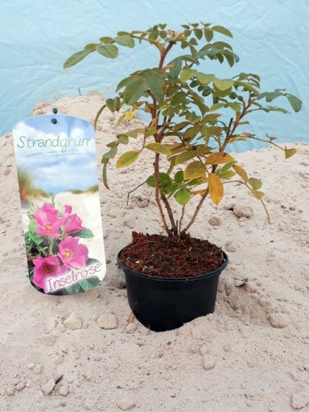 Strandgrün Inselrose 'Rosa rugosa'