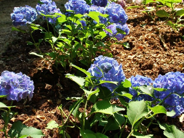 Hydrangea-macr-MagicalBlueBells