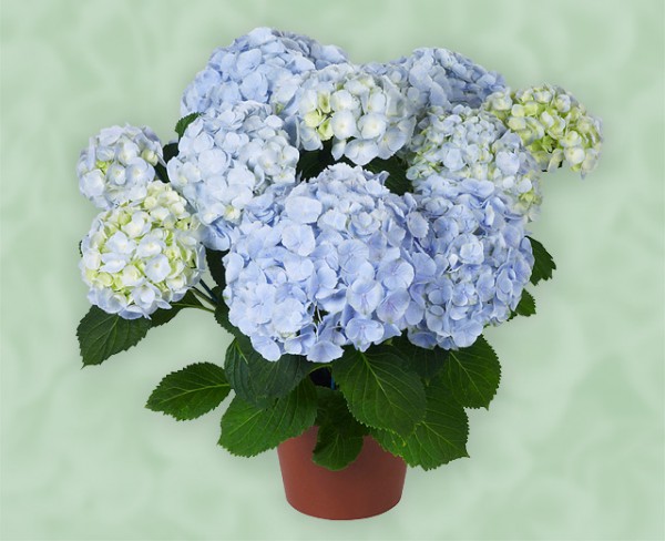 Everbloom® Blue Wonder1