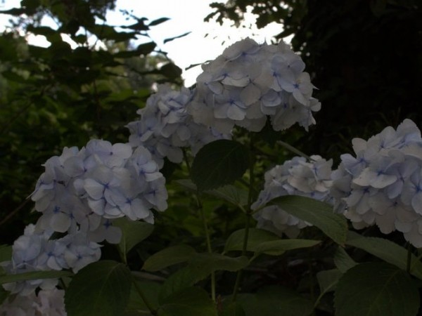 Hydrangea-macr-Mme-Emile-Moulliere