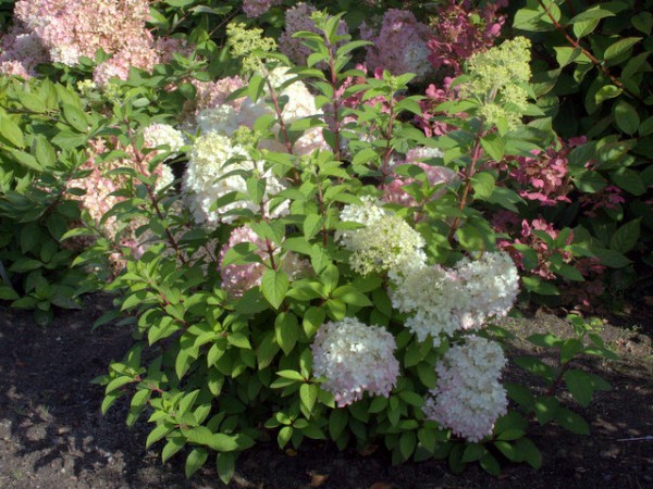 Hydrangea paniculata 'Bobo'®2