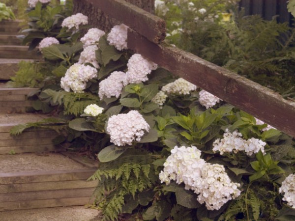 Endless Summer® 'The Bride'3