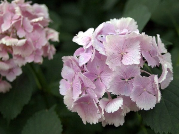 Hydrangea-macr-Pompadour