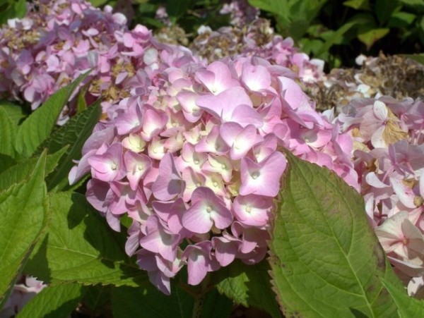 Hydrangea macr. Bouquet Rose rosa