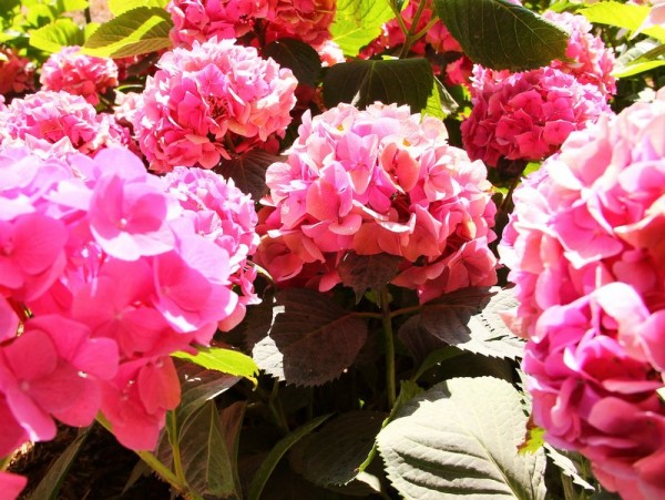 Hydrangea-macr-Yola-Rose