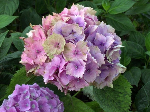 Hydrangea-macr-Devon-Panach