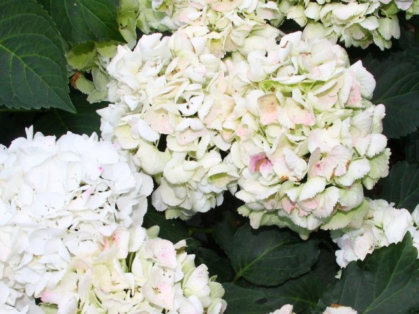 Hydrangea-macr-Clarissa1