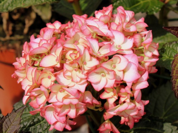 Hortensie Hovaria® 'Ripple'1