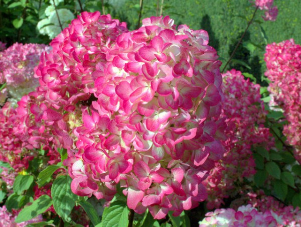 Hydrangea paniculata 'Diamant Rouge'®2