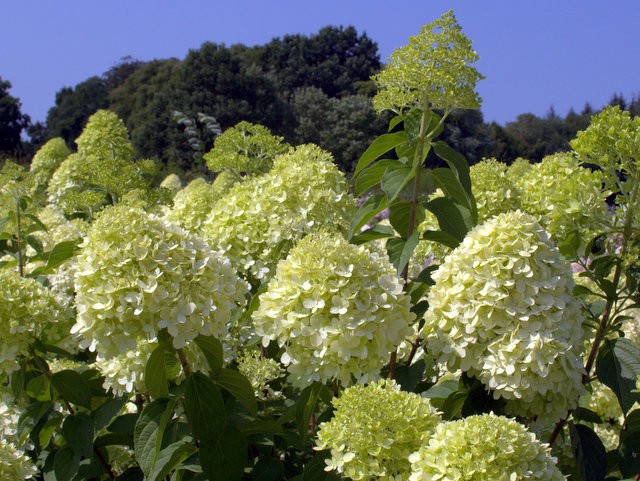 Hydrangea paniculata 'Limelight'®