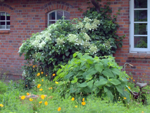 Hydrangea petiolaris