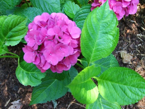 Hydrangea-macr-James-Grant