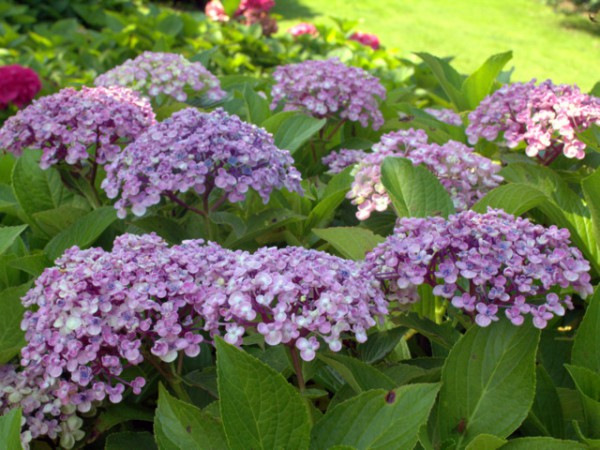 Hydrangea macrophylla 'Ayesha'2