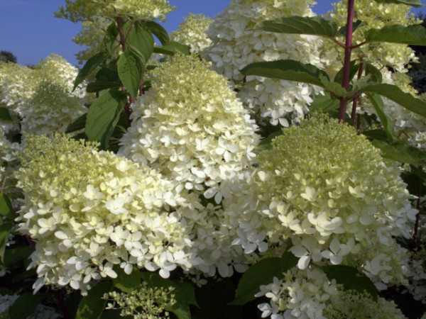 Hydrangea paniculata 'Phantom'