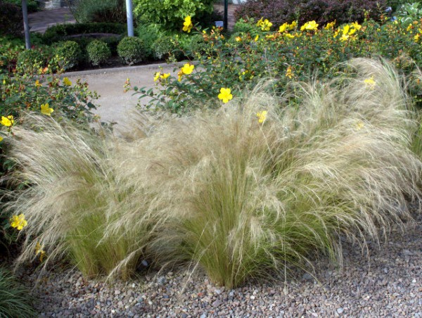 Federgras 'Pony Tails'