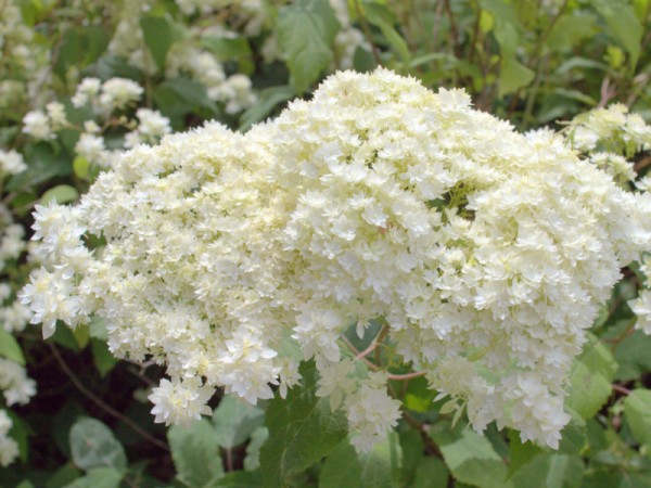Hydrangea arborescens 'Hayes Starburst'®