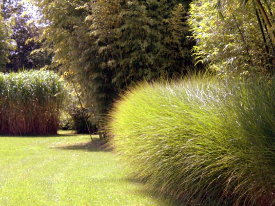 Chinaschilf 'Gracillimus'