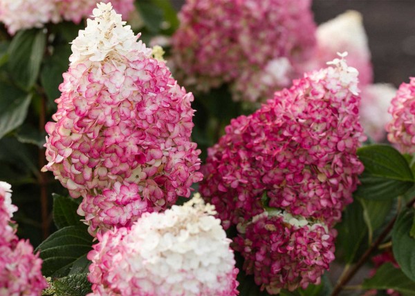 Hydrangea paniculata Living Colourful Cocktail