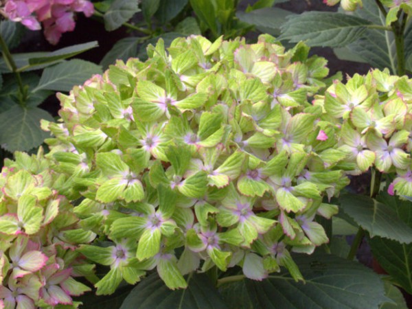 Hydrangea macrophylla Fantasia®