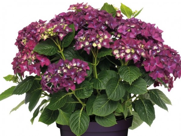 Hydrangea macr. Forever&Ever purple