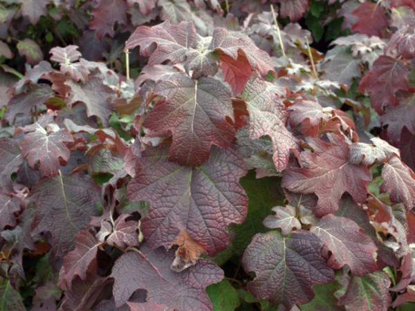 Hydrangea quercifolia 'Burgundy'