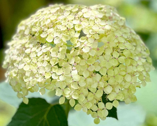 Schneeballhortensie Lime Rickey